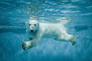 Quiz: Which Animals Can Swim? - Waterscapes Pools & Spas