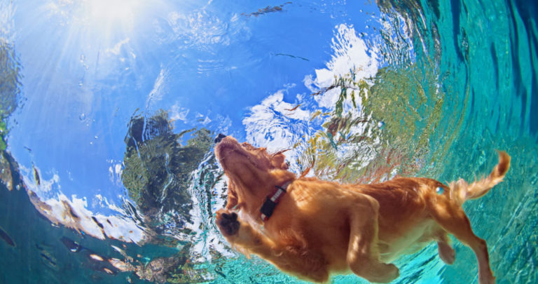 Dog_Pool_Safety_Tips-1100x580
